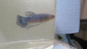 If you are looking for a HMPK female Betta, this video has been uploaded to https://mewe.com/join/fishchickauctions Prices, purchase info etc available from the listings on the MeWe site. Cheers, Jodi-Lea | Fishchick Aquatics