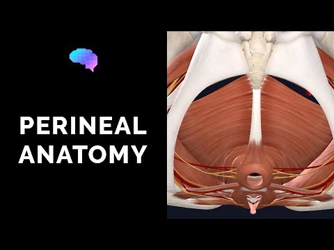 Anatomy of the Perineum (3D tutorial) | UKMLA | CPSA | PLAB 2
