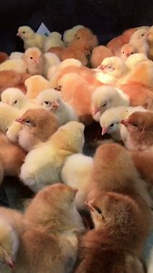 Day old chicks! #Chickdays 2017 | Paris Farmers Union