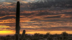 Hdr Timelapse Arizona Cactus Sunset While: стоковое видео (без лицензионных платежей), 1993594 | Shutterstock