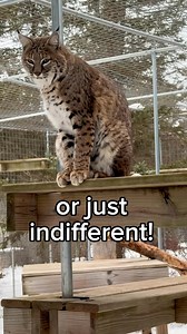 570K views · 25K reactions | We’ve found there’s three CATegories everyone tends to fall into when the snow flies! Francis, Autumn and Belvedere are showing all three . How do you feel about the snow? 樂❄️ #snowfall #Bobcats #WildcatSanctuary #winterwonderland #habitat #skywalk #brothers | Wildcat Sanctuary | Facebook