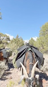 19K views · 564 reactions | Pack goat adventures and good food too! #outdoorgear #bushcraftcooking #wildernessadventure | Firebox Stove | Facebook