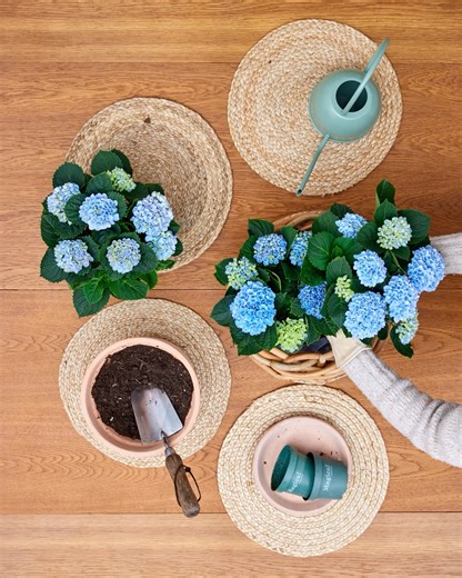🌺 Danske Hortensia Magical KUN 99,95 kr. 🌺 - Blomstrer 150 dage! Pryd din have med et magisk farvespil! Med Magical får du nemlig en plante, som har en lang og kontinuerlig blomstring, hele 150 dage hvor blomsterne løbende skifter farve efter sæsonen 🤗 🍃 Surbundsplante. ☀️ Trives i halvskygge. 💧 Hold jorden fugtig, men undgå at overvande. Vi ses i din lokale Billigblomst, vores plantecentre ligger i: Aarhus, Randers, Aalborg, Herning, Kolding, Sønderborg, Langeskov, Holme-Olstrup, Hillerød 