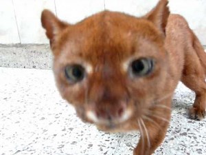 jaguarundi