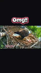 🦅🤣 #mr.T #t3 #trempealeau #trempealeaueagles #fledgling #eaglenest #livecam #eaglets #baldeagle | Let's get REEL with Leigh Ann