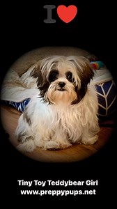 Preppy Pups on Reels