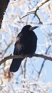 Cioara, Corvus frugilegus – un exemplar urban, care isi face veacul prin copacii dintre blocuri. Este de remarcat lungimea ciocului si faptul ca este foarte ascutit. Acest lucru se poate intampla pentru ca la oras, cioara obtine mult mai usor hrana, fara a depune prea mult efort. In conditii normale, cioara de semanatura isi foloseste ciocul pentru a cauta in pamant seminte si insecte, activitate care ii va toci ciocul si nu ii va permite sa creasca exagerat. La forma mai ciudata a ciocului mai 
