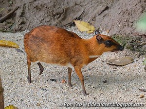 Greater mouse deer - Alchetron, The Free Social Encyclopedia