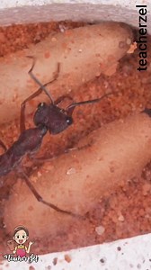 Ant #lifecycle #insects #lifecycleofant #ant #teacherzel #fyp #trend | Teacher Zel