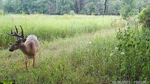 1.7K views · 128 reactions | Check out this buck, what a frame! #trailcamtuesday #velvetbucks | REVEAL by Tactacam | Facebook