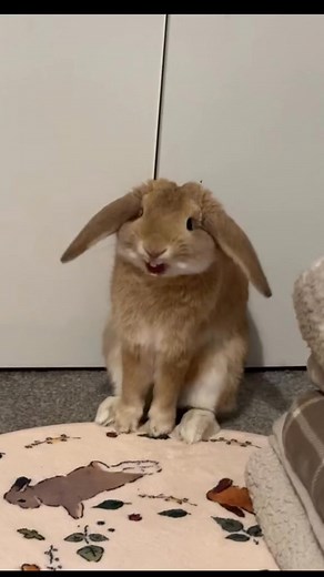 #BunnyLove #CuteBunnies #BunnyLife #FluffyFriends #BunnyAdventures #PetLovers #FurryFriends #PetAdventures #PawtasticMoments #AnimalLovers #WildlifePhotography #PetAdventures #AnimalRescue | You belong with me