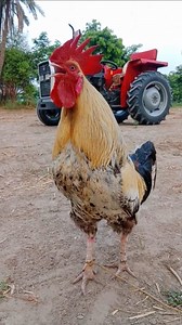 cock chicken crowing sound video. rooster crowing sound #cockerel​ #cock​ #rooster​ #ayam​ #village​ #hen​ #rooster​ #birds​ #birdsounds​ #aseelmurga​ #aseel | Wild BIRDS