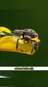 Seekor labah-labah sekecil kuku mampu bina jaring sepanjang 25 meter menggunakan benang sekuat besi. Tekniknya memang luar biasa. #labahlabah #faktaunik #alam #darwinspider #reelsmalaysia #serangga | Dunia Haiwan