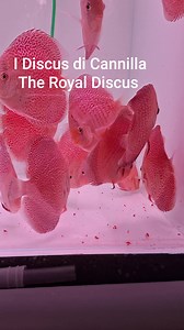 21 reactions | Discus Penang Eruption 12cm DOMENICA 17 SIAMO APERTI dalle 10:00 alle 18:00 con orario continuato. | I Discus di Cannilla The Royal Discus Riproduzione e Allevamento Italiano | Facebook