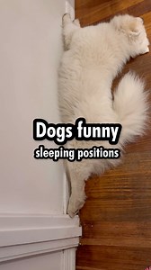 Samoyeds are known for their ‘interesting’ sleeping positions. Which one is your favourite?! | Poppet and the Wolf Pack