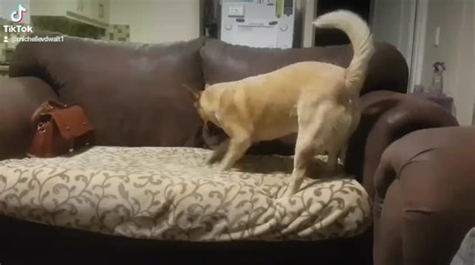 Michelle Bronkhorst on TikTok