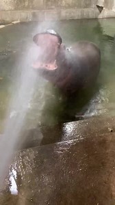 167K views · 2.4K shares | Hippo drinking fountain.  | Cincinnati Zoo & Botanical Garden | Facebook