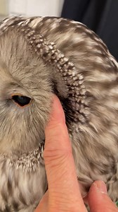 大きな耳を見せてくれたウラルちゃんが14時をお知らせします🦉🩷 『すぐご入店いただけます！皆んな遊びに来てね♪』 byウラル #フクロウのみせ #フクロウカフェ #月島 #owlcafe #可愛い