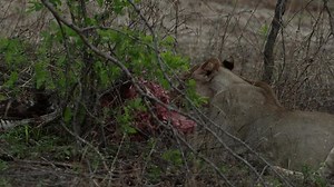Lion Female Kill Zera Eating Meat Stock Footage Video (100% Royalty-free) 3954600889 | Shutterstock