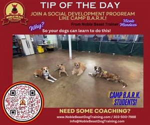 🐾 Trainer Tip Tuesday with Nicole Mendoza! 🐶 Video - Courtesy of Nicole Mendoza - Dog Guardian Trainer TRAINER TIP - JOIN CAMP B.A.R.K.! As a Noble Beat Dog Guardian Trainer, solely running classes in our Camp B.A.R.K. Program, I've seen firsthand how Camp B.A.R.K. transforms our furry students. Here's why I think it is something that ALL dogs need: 🎓 Small groups mean BIG learning: With just 6 dogs max, every pup gets VIP treatment! 🧠 Mental stimulation galore: Our themed activities keep th