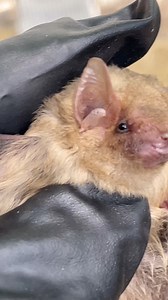 First yellow bat pup in years. Seems some survived the freezes, after all. . . #northernyellowbat #batpup #austinbats #dontprunepalmtrees | Austin Bat Refuge