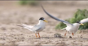 24K views · 673 reactions | Little Tern (白额燕鸥,Sternula albifrons) couple is feeding the young. They breed colonially on sandy and stony substrates, at times with other terns, from beaches to riverbanks and lakeshores. ❤杨姐自然生态摄影 ❤❤❤ #Nature #Peace #China #Wildlife #birds #travel #beauty #beautiful #love | Lin hillside | Facebook