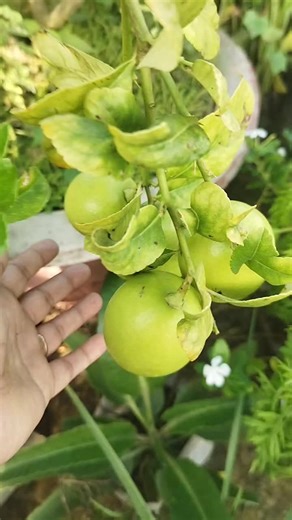 Shima Vlog on TikTok