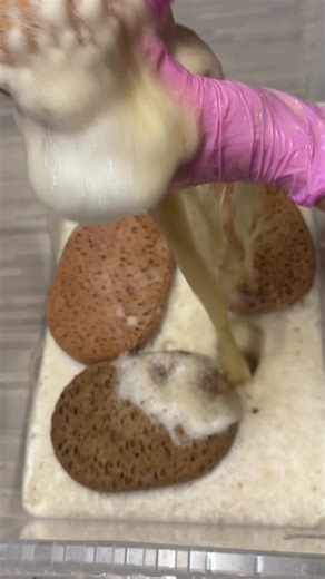 Creative Cleaning: Bleach vs. Dettol Experiment