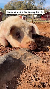 21K views · 702 reactions | Confined in a cage on the back of a...