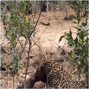 230K views · 2.9K reactions | Angry Buffalo attacks Lion very hard Wild Animals Attack | Vinhbui012 | Facebook