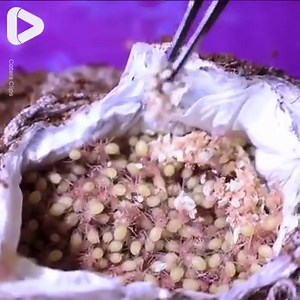 I've never seen so many baby spiders before 😱🕷 | IGV