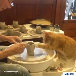 Este gatito encontró un nuevo pasatiempo...🐱❤ #VideodeViernes | Biogénesis Bagó Pets