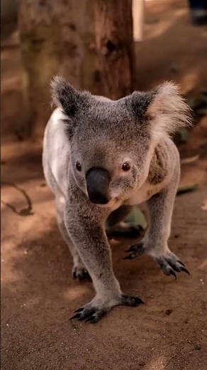 Do Koalas attack humans? This one did...
