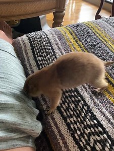 1.6K views · 72 reactions | Getting a deep tissue massage from Poppy | Poppy the Prairie Dog | Facebook