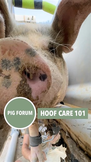 Hoof care is one of our most highly skilled and important functions. We’re sharing our knowledge tonight in the Pig Forum! . PATREON is how we fund this level of intensive care. join us for just $1/month? . Patreon.com/oddmaninn . #crueltyfree #pigs #pigsofinstagram #vetmed #hoofcare #farmsanctuarylife #animalcare #nerdlife #compassion #friendsnotfood #supportsanctuaries | Odd Man INN