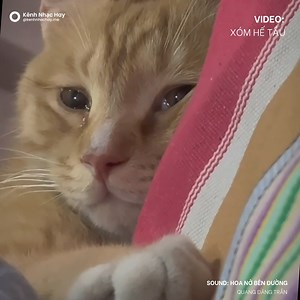 94K views · 1.3K reactions | suy. | Kênh Nhạc Hay | Facebook