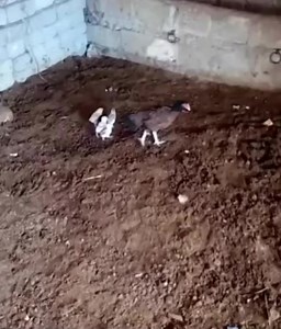 Chicken Fights Eagle Against Chicks Attack #animal #hen #viral #video #natgeowild #survivor #familyfirst | Shujaa Nelson Matoke