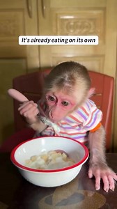 Rescued a poor Monkey lying in the rain and then... @ShouldHaveAnims | Linda Traitz