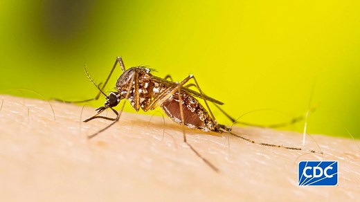 Traveling to some destinations may put you at a higher risk for mosquito-borne diseases like dengue, chikungunya, malaria, and yellow fever. On World Mosquito Day, learn how to prevent mosquito bites during and after your travel. bit.ly/4cBp8qF | CDC Travelers' Health