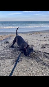 Wooohooooo Miss Gretel's first day on the beach , fun fun. Fun times ahead for this gorjus lil princess at @rockinangel_rachbackup @rockinangel_rach #rockinangelstaffordshirebullterriers #rockinangelfamily #bestofthebest #pedigree #bredtolove #qualityoverquantity #rockinangel_rach #dogsarefamily #beststemparaments #livelifetothefullest #waitfornoone #brindles | Rockinangel Staffordshire Bull Terriers
