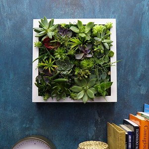 132K views · 2.7K reactions | Grandes Ideias de Como Plantar Suas Suculentas : | Ideias Incríveis | Facebook