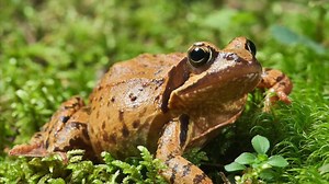 7.9K views · 207 reactions | Funny Jokes - Golfing When The Golf Course Frog Gives Three Wishes. #jokes #funny | FUNNY JOKES | Facebook