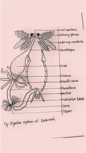 Digestive system of Cockroach || #reels #hsc #biology #practical