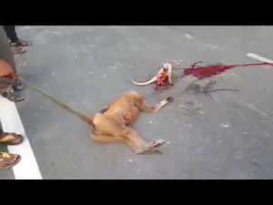 Feel the Pain of This Small Baby Monkey