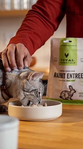 We want our cat owners to be as discerning as a feline when it comes to feeding time. Vital Essentials does not take shortcuts when it comes to quality. We flash freeze proteins within 45 minutes of harvest to lock in all the blood, juices, and aroma. Any fresher it would still be alive. From ahi tuna treats to pork entrees, we have what you need for a premium #NationalCatDay celebration. View all cat options: https://bit.ly/46JF2vq #cats #vitalessentials #rawfed | Vital Essentials