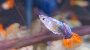 3K views · 73 reactions | Woodshrimp chilling out on the wood | Pier Aquatics | Facebook