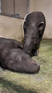 Tapirs Baku and Yuna are staying warm and snuggly indoors, behind the scenes, with sweet boops and kisses from Baku. 🥰 📹: Keeper Katie | Point Defiance Zoo & Aquarium
