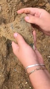 758K views · 10K reactions | Check out this massive #megalodon tooth found at the Calvert Cliffs by @vertesfossils this place is on my bucket list for fossil hunts, but a tooth this large is a pretty rare occurrence for that location. #shark #tooth #dino #dinosaur #fossil #discover | Dig Dive Discover | Facebook