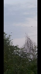 18 reactions | Early morning birds are flying in the sky. #sky #nature #viral #trending #naturelover | Blooming Nature Tales | Facebook