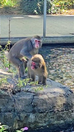 observing some natural animal behavior at the zoo!